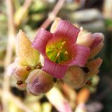 Kalanchoe beharensis