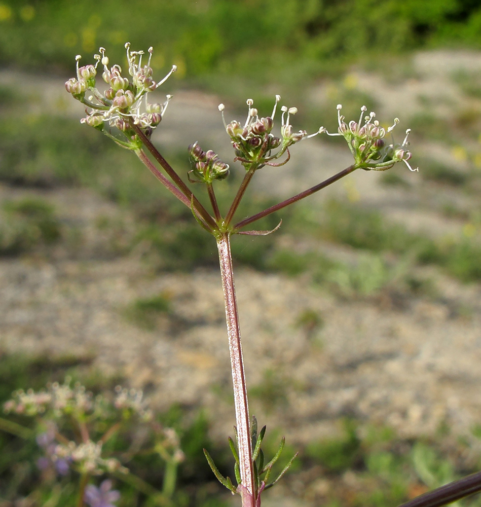 Image of Trinia leiogona specimen.