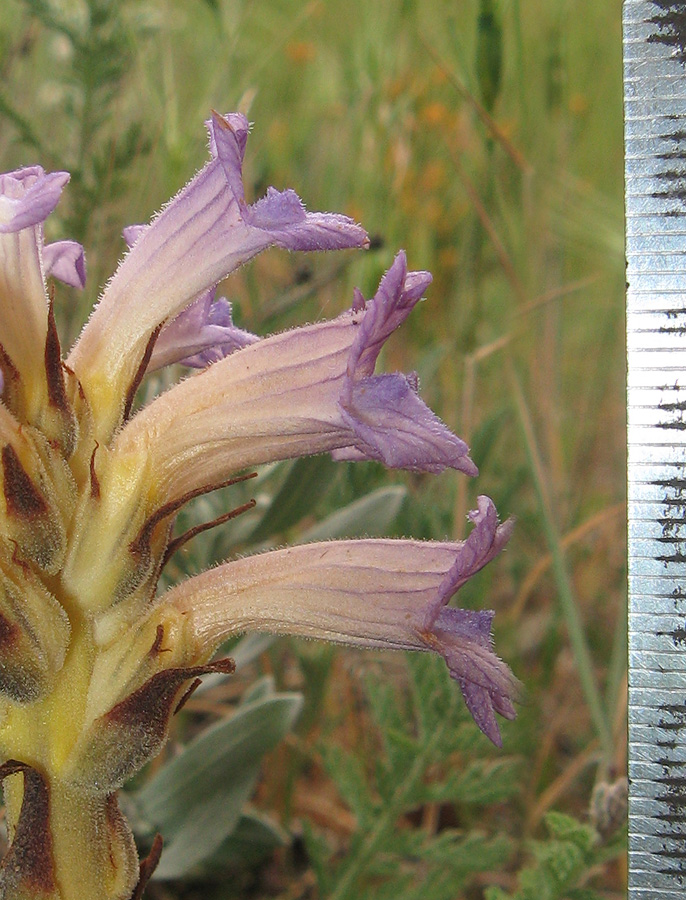 Image of Phelipanche purpurea specimen.