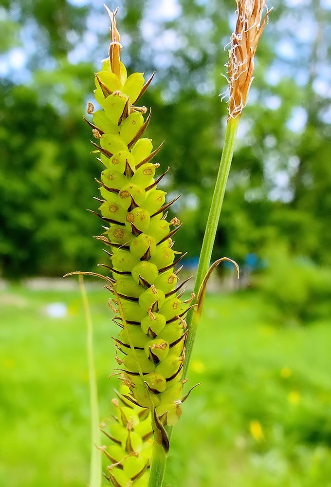 Изображение особи Carex &times; squamigera.