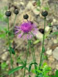 Centaurea scabiosa. Верхушка цветущего растения. Приморье, окр. пос. Терней. 09.08.2012.