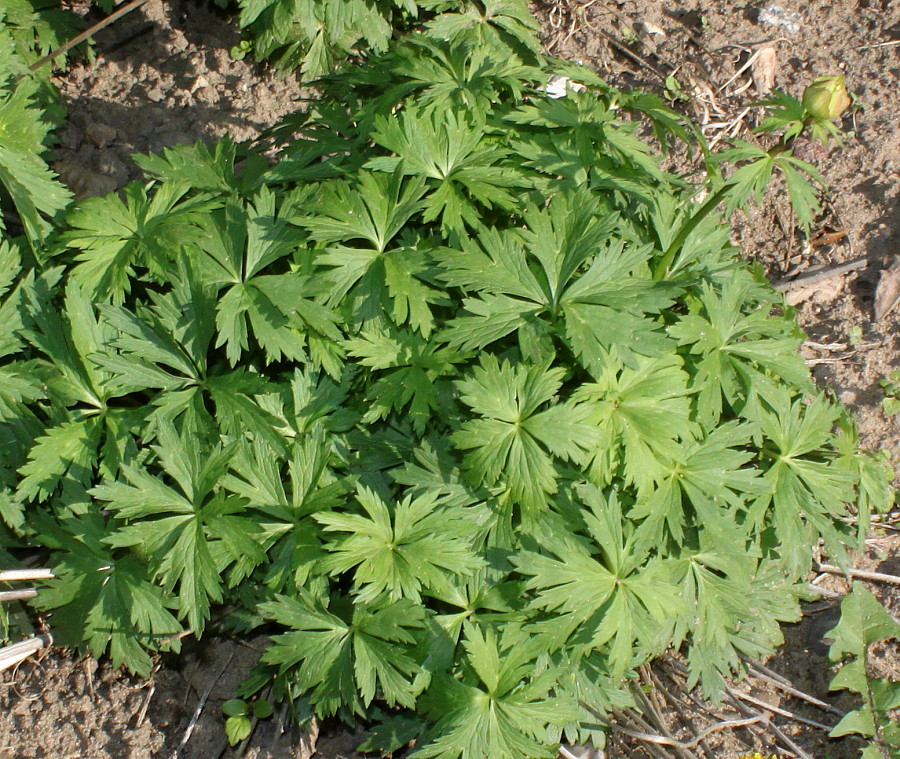 Изображение особи Trollius europaeus.