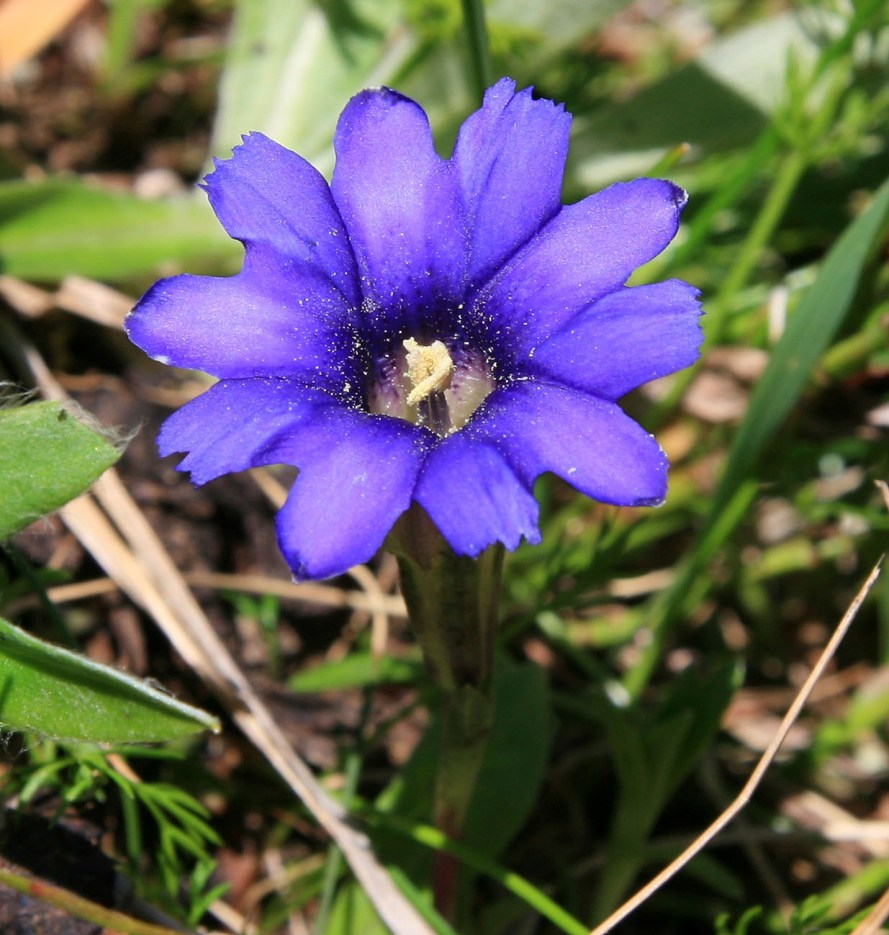 Image of Gentiana dshimilensis specimen.