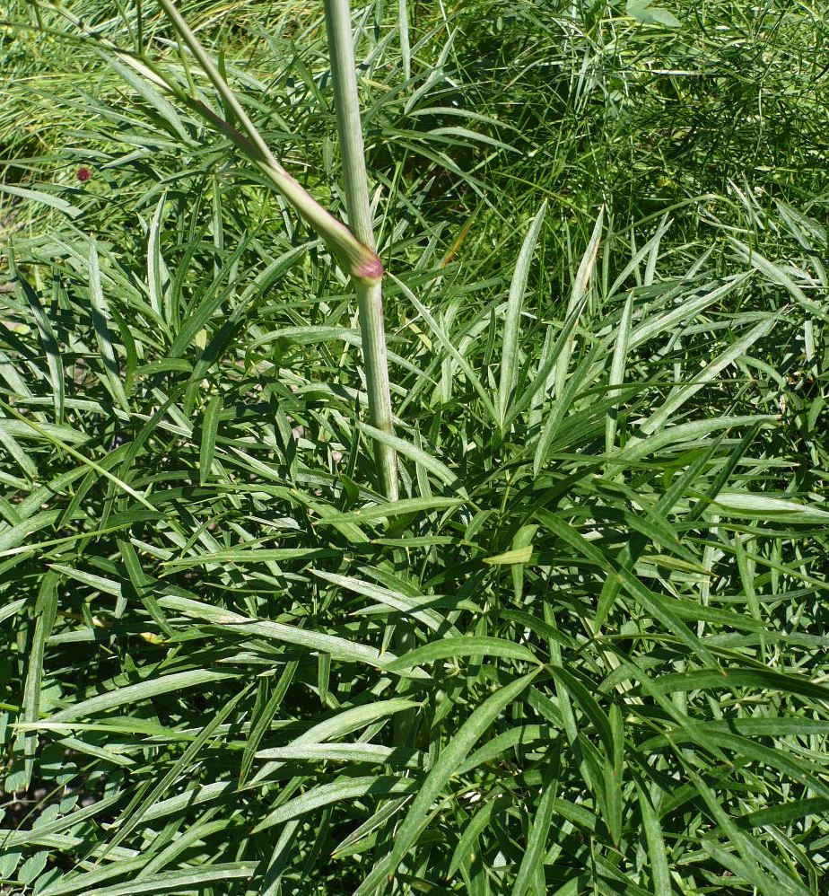 Image of Peucedanum morisonii specimen.