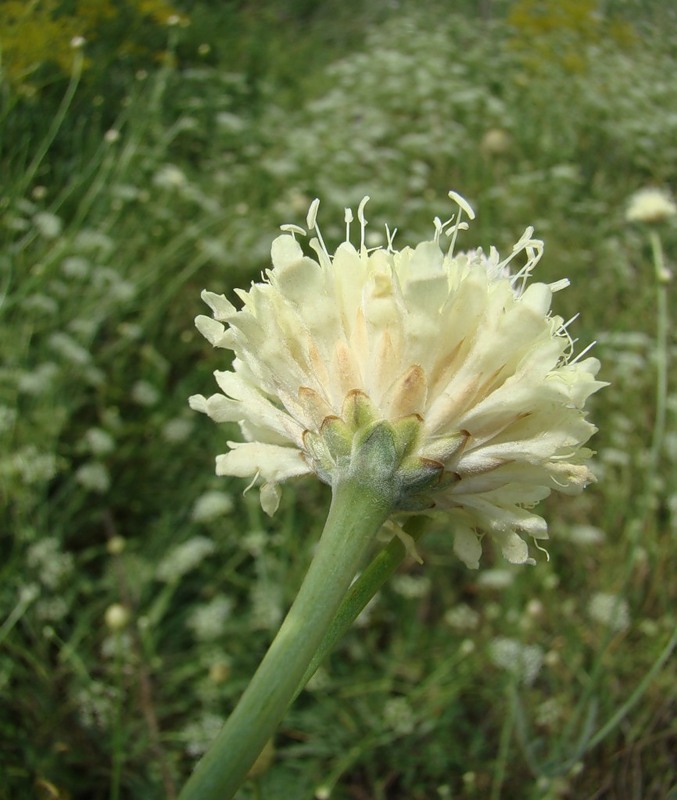 Image of Cephalaria uralensis specimen.