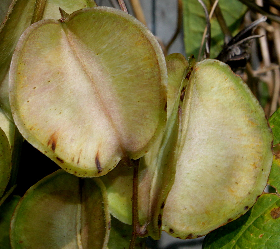 Image of Dioscorea villosa specimen.