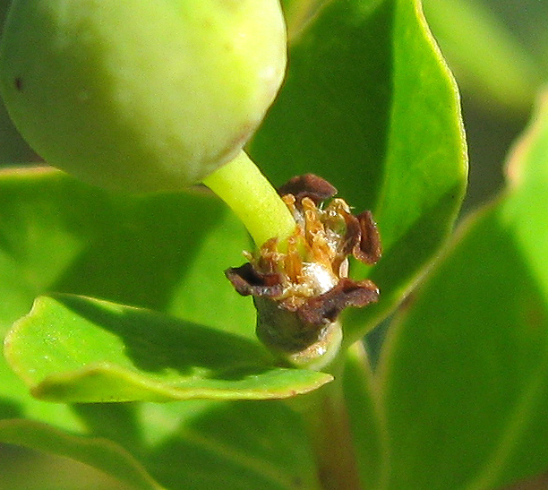 Image of Euphorbia semivillosa specimen.