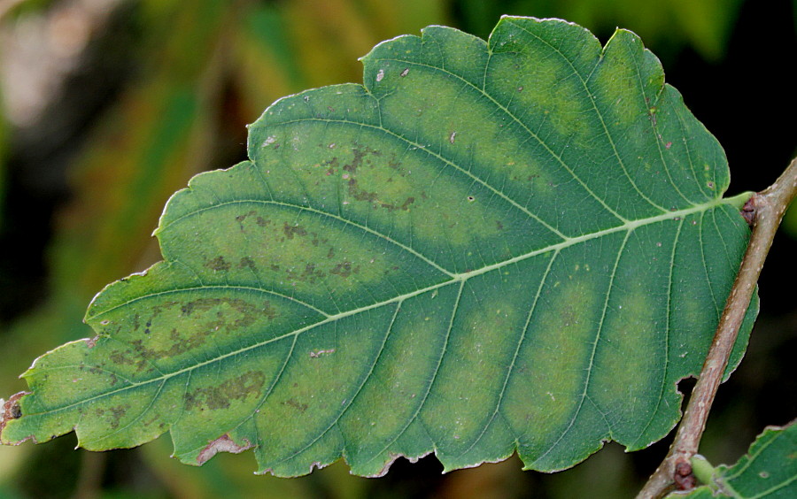 Image of Zelkova serrata specimen.