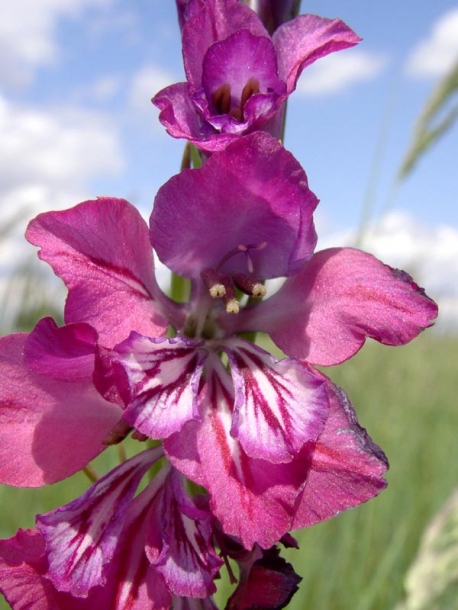 Изображение особи Gladiolus imbricatus.