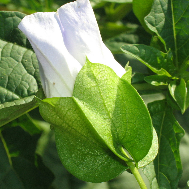 Image of Nicandra physalodes specimen.