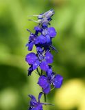 Delphinium ajacis