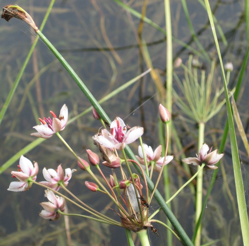 Изображение особи Butomus umbellatus.