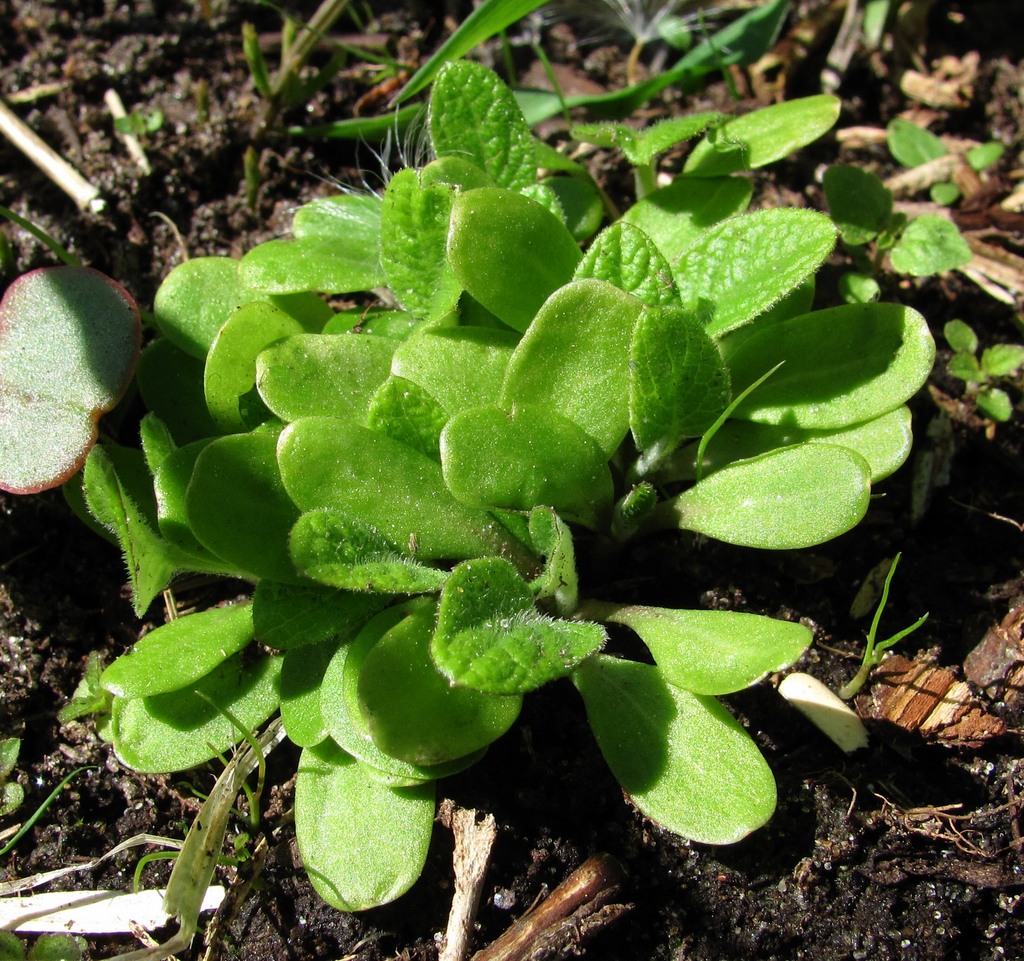 Image of Arctium tomentosum specimen.