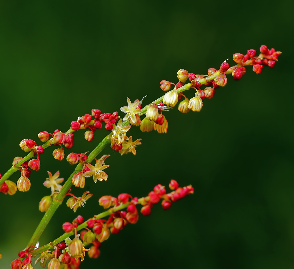 Изображение особи Rumex acetosella.