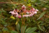 Chimaphila umbellata. Соцветие. Новгородская обл., Боровичский р-н, западнее г. Боровичи, сосновый лес. 18.07.2015.