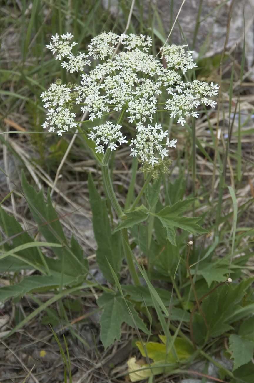 Изображение особи Heracleum freynianum.