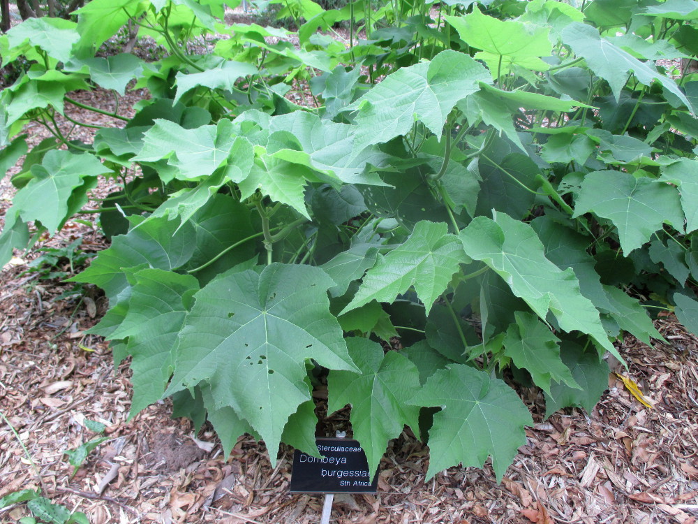 Изображение особи Dombeya burgessiae.