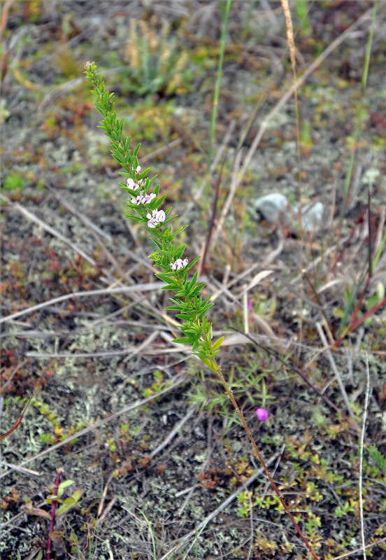 Изображение особи Lespedeza juncea.