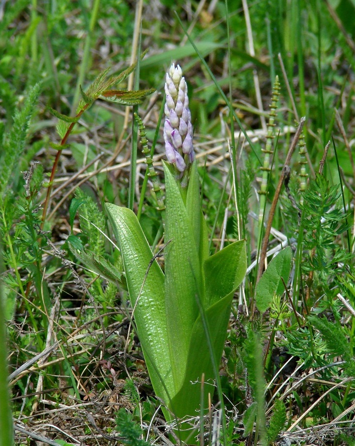 Изображение особи Orchis militaris.