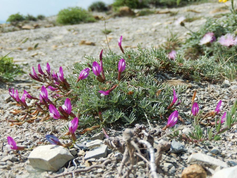 Image of Astragalus subuliformis specimen.