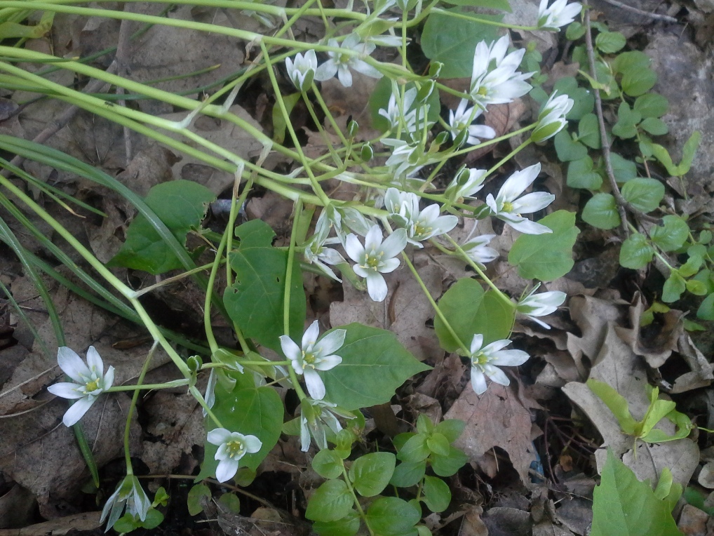 Image of Ornithogalum woronowii specimen.