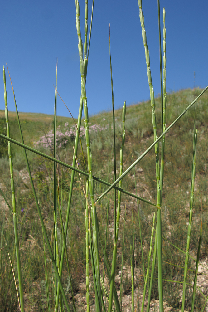 Image of Elytrigia obtusiflora specimen.