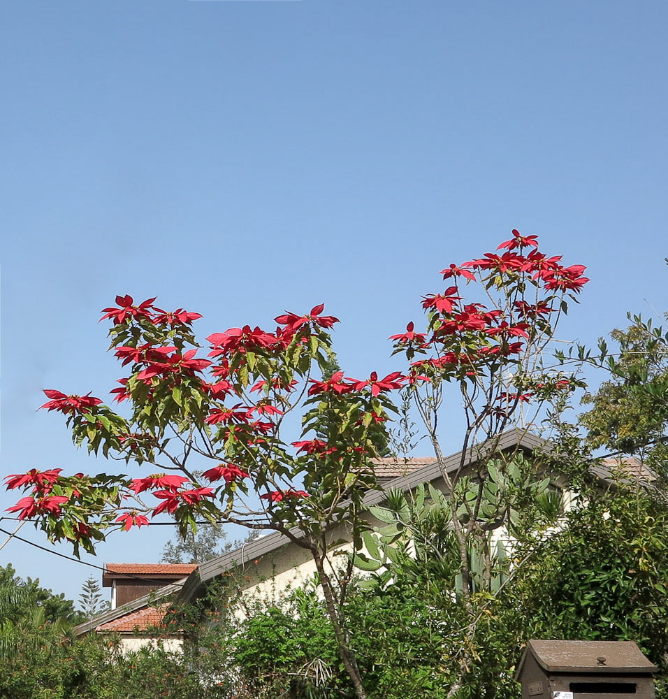 Image of Euphorbia pulcherrima specimen.