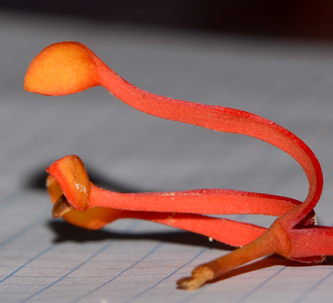 Image of Stenocarpus sinuatus specimen.