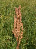 Rumex crispus. Соплодие. Восточный Казахстан, Кокпектинский р-н, 25 км в горы от с. Пантелеймоновка, 1000 м н.у.м., луг. 19.07.2015.