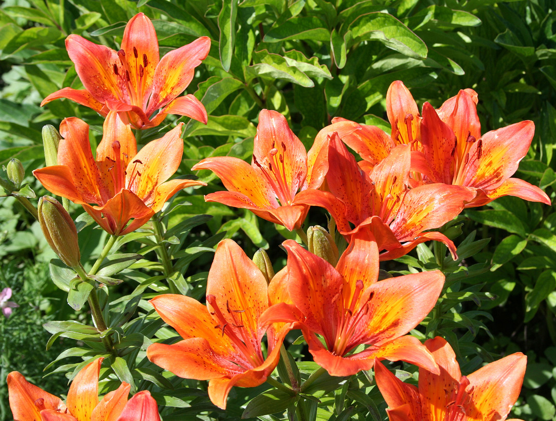 Image of Lilium pensylvanicum specimen.