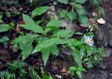 Aster ageratoides. Цветущее растение. Приморье, Лазовский р-н, окр. с. Беневское, долина р. Еломовский ключ, смешанный лес. 18.08.2015.