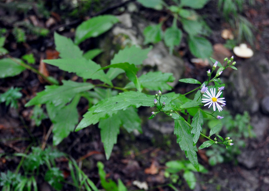 Image of Aster ageratoides specimen.