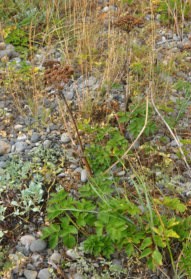 Image of Coelopleurum gmelinii specimen.