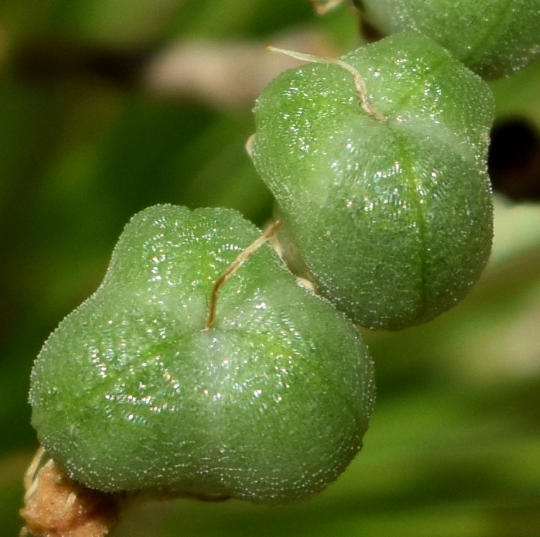 Image of Allium stipitatum specimen.