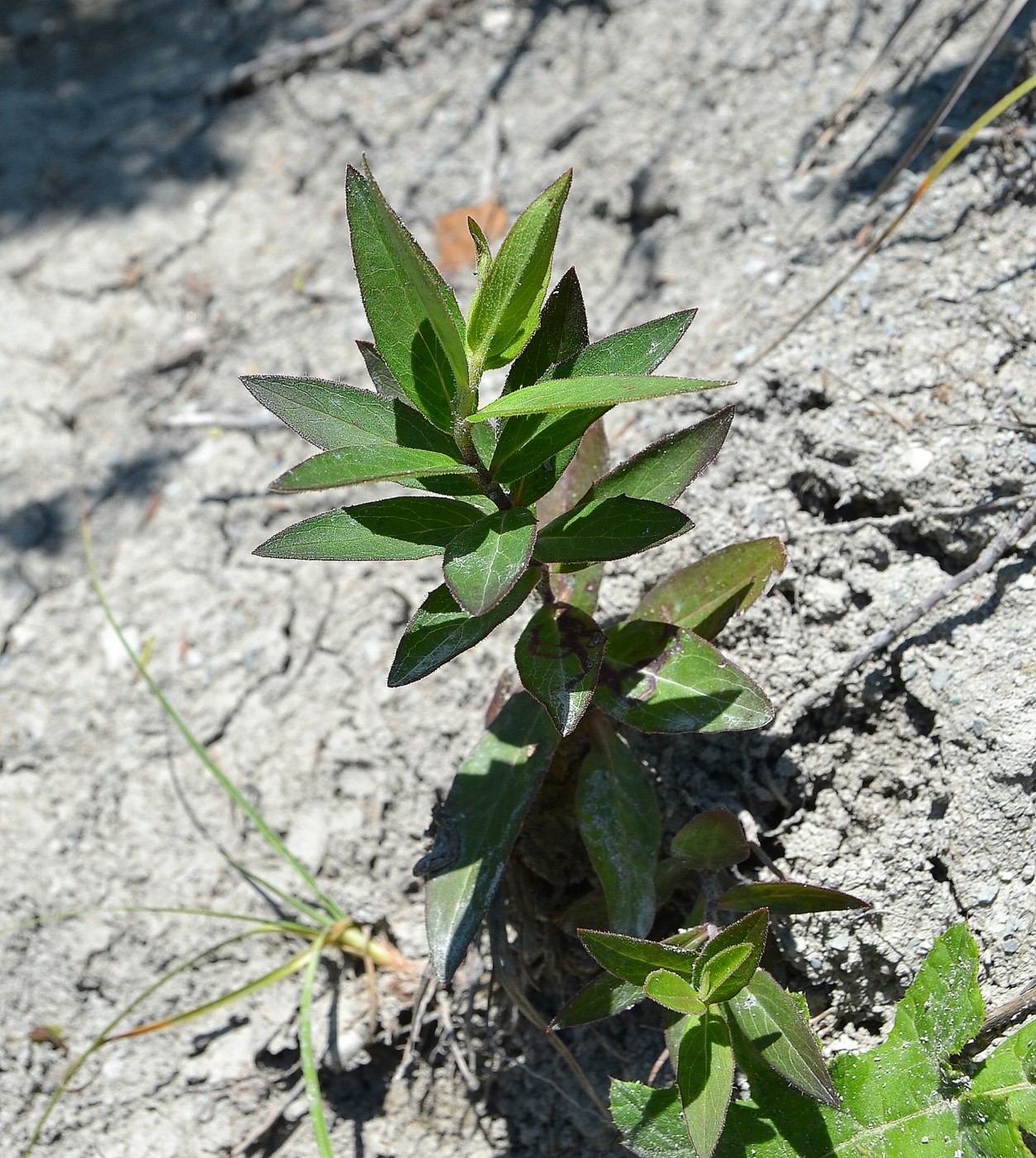 Image of Hieracium scabiosum specimen.