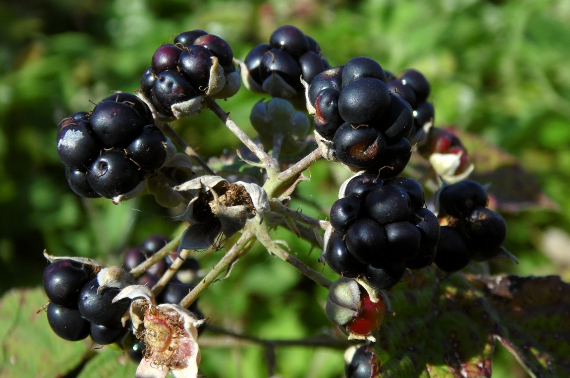 Image of genus Rubus specimen.