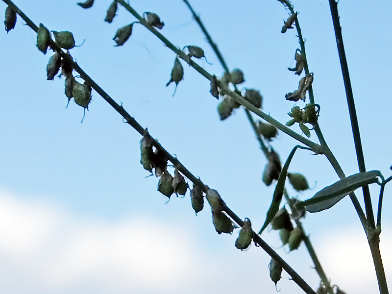 Изображение особи Melilotus albus.