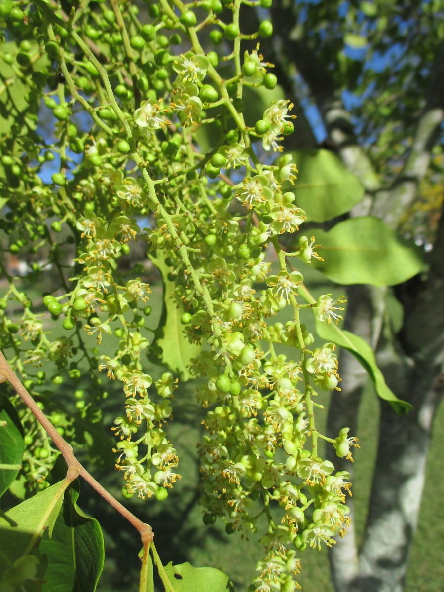 Image of Cupaniopsis anacardioides specimen.