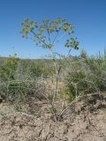 Ferula karelinii. Цветущее растение. Казахстан, пустыня в окр. ю-з. угла оз. Балхаш. 20 мая 2016 г.