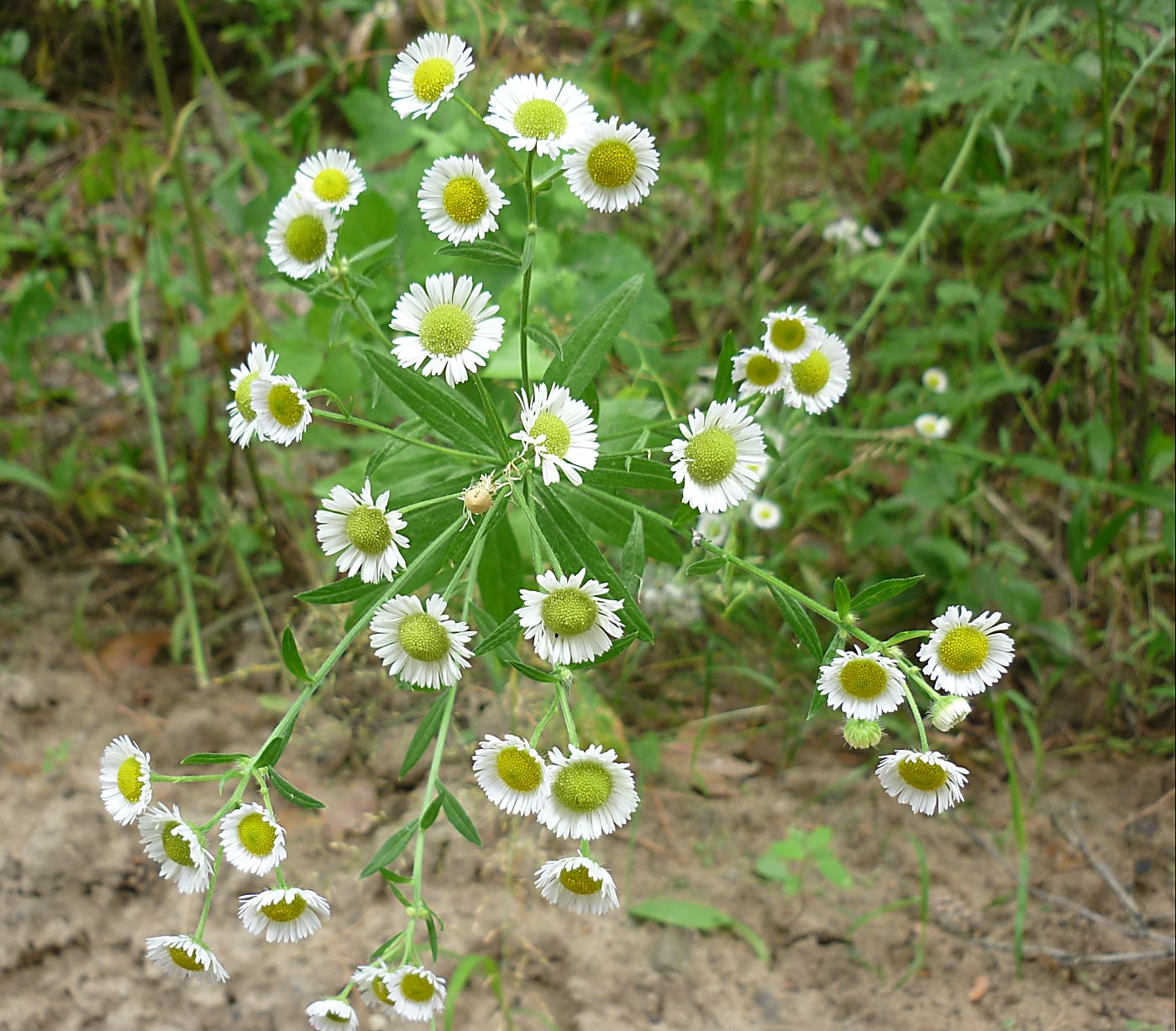 Изображение особи Erigeron annuus.