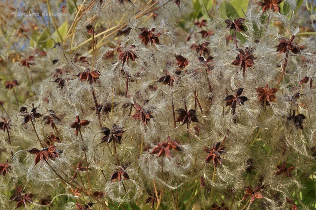 Image of Clematis mandshurica specimen.