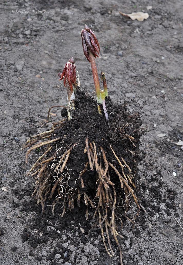 Image of Sinopodophyllum hexandrum specimen.