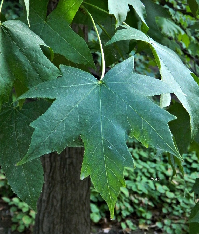 Image of Liquidambar styraciflua specimen.