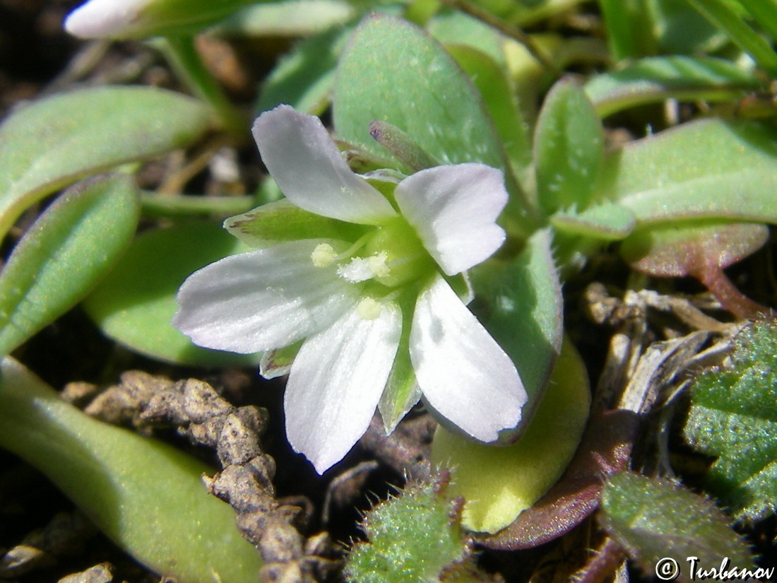 Image of Holosteum umbellatum specimen.