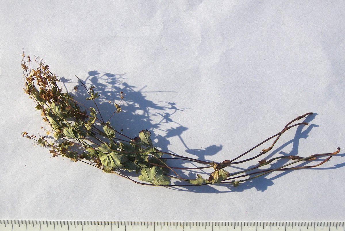 Image of Alchemilla psilocaula specimen.