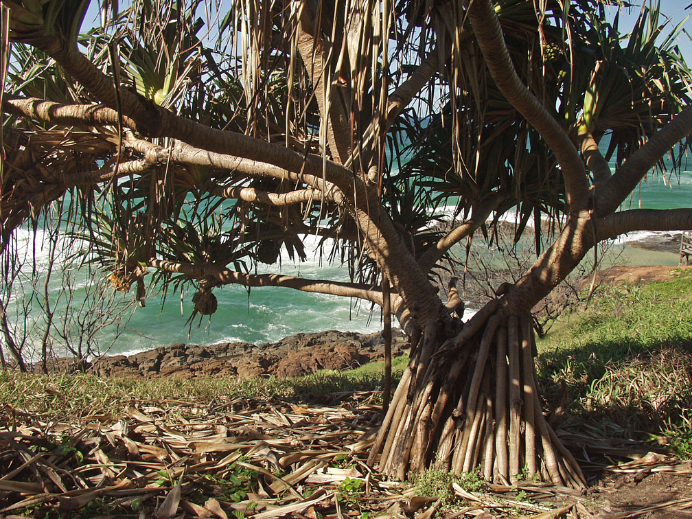 Изображение особи Pandanus tectorius.