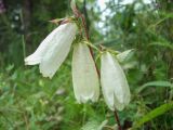 Campanula punctata. Цветки. Магаданская обл., окр. Магадана, ост. \"Аммональная\", на обочине лесной дороги, лиственничник. 31.07.2016.