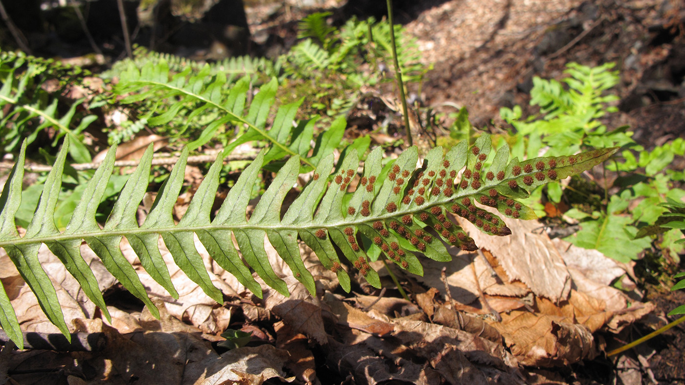 Image of Polypodium vulgare specimen.