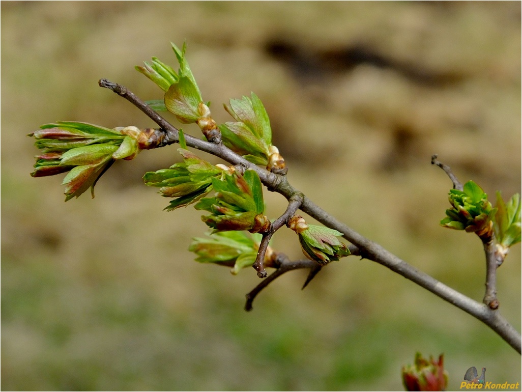 Image of Crataegus monogyna specimen.