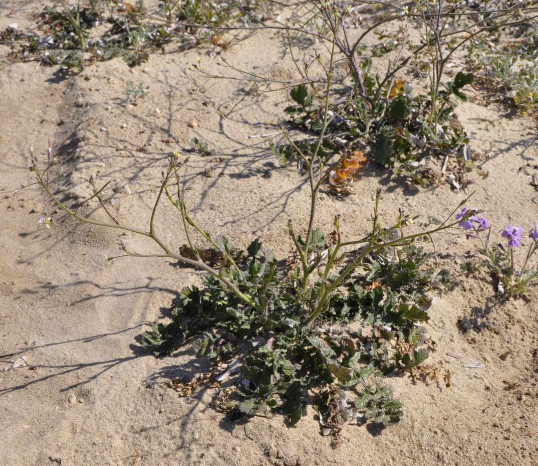 Image of Brassica tournefortii specimen.